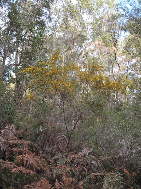 Pultenaea blakelyi plant shape