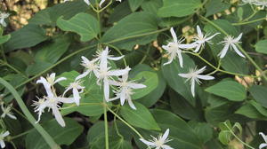 Clematis glycinoides flowers