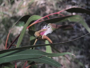 Eucalyptus tereticornis flowers and buds