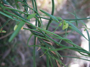 Geitonoplesium cymosum self twining