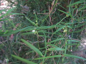 Geitonoplesium cymosum leaves