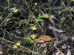 Goodenia heterophylla plant shape