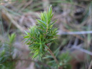 Leucopogon juniperinus leaves