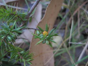 Leucopogon juniperinus fruit