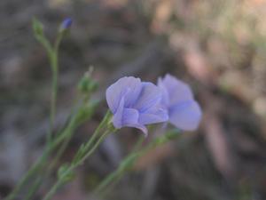 Linum marginale 5 petalled flowers