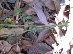 Linum marginale stem with apressed leaves