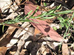 Linum marginale leaves