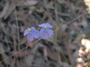 Linum marginale flowers