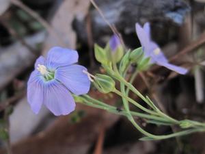 Linum marginale - Native Flax