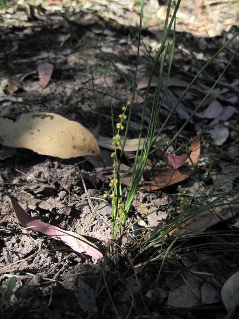 Lomandra filiformis 