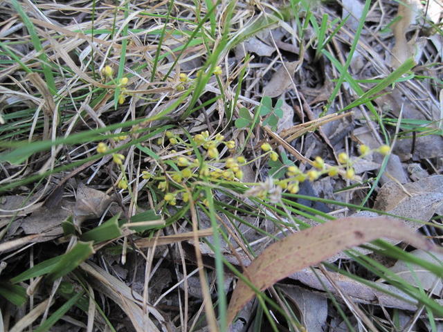 Lomandra filiformis 