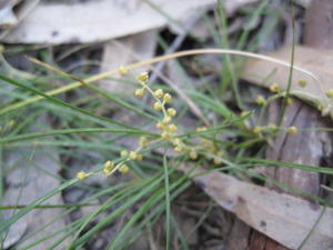 Lomandra filiformis 