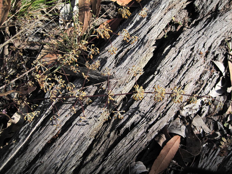 Lomandra multiflora 