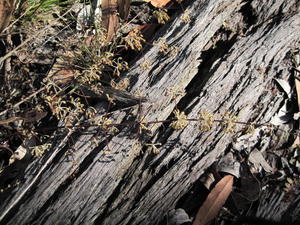 Lomandra multiflora 