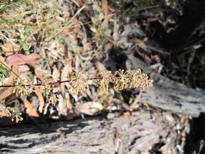 Lomandra multiflora 