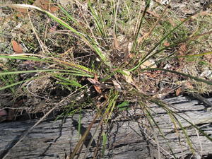 Lomandra multiflora plant shape