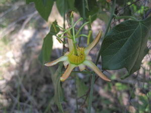 Passiflora herbertiana yellowish flower