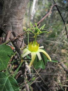 Passiflora herbertiana cream flower