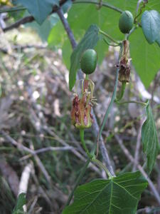 Passiflora herbertiana immature fruit