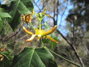 Passiflora herbertiana yellow flower
