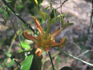 Passiflora herbertiana orange flower