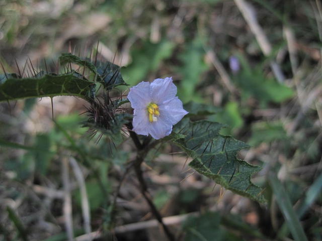 Solanum prinophyllum flower