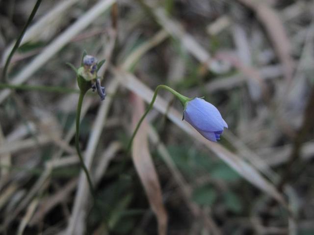 Wahlenbergia communis bud