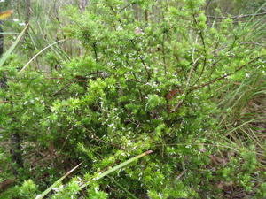 Leucopogon juniperinus flowers