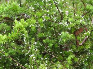 Leucopogon juniperinus flowers