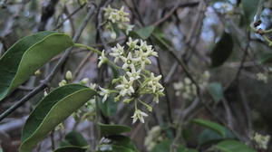 Marsdenia rostrata flowers