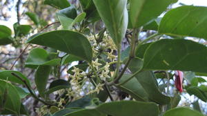 Marsdenia rostrata flowers and leaves