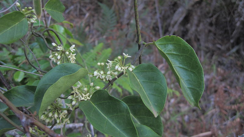 Marsdenia rostrata flowers and leaves