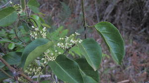 Marsdenia rostrata flowers and leaves