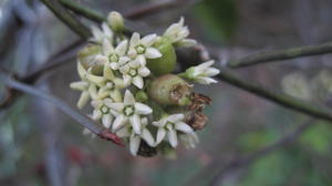 Marsdenia rostrata flowers and immature fruit