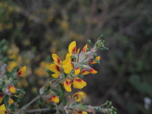 Aotus ericoides flowers - compact form