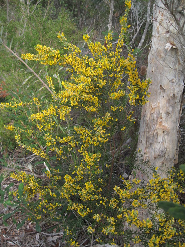 Aotus ericoides flowers - erect form