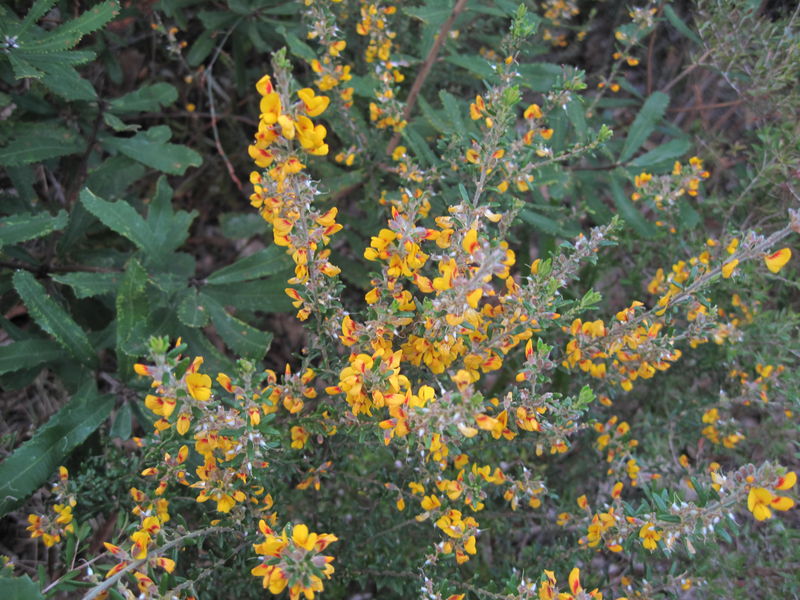 Aotus ericoides flowers - compact form