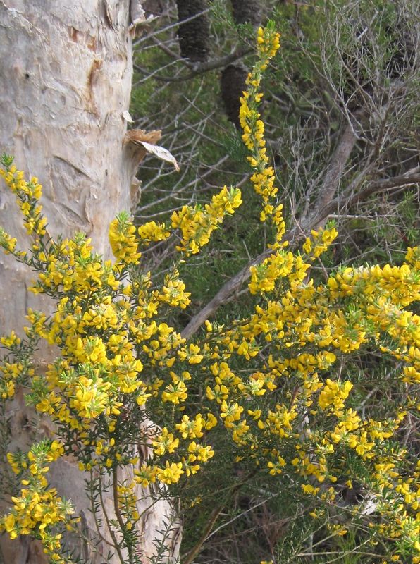 Aotus ericoides flowers - erect form