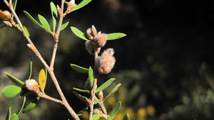 Leptospermum attenuatum furry buds