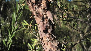 Leptospermum attenuatum flaky papery bark
