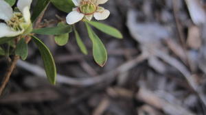 Leptospermum attenuatum leaf