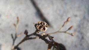 Leptospermum attenuatum fruit