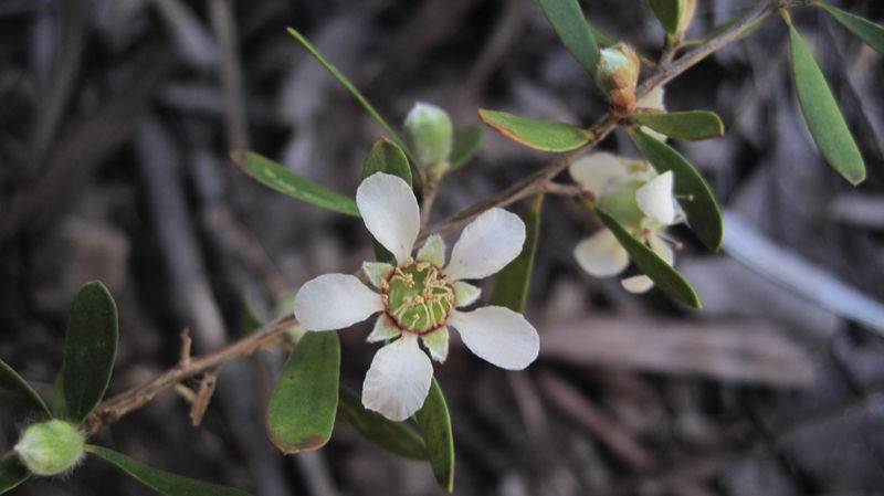 Leptospermum attenuatum flower with red ring