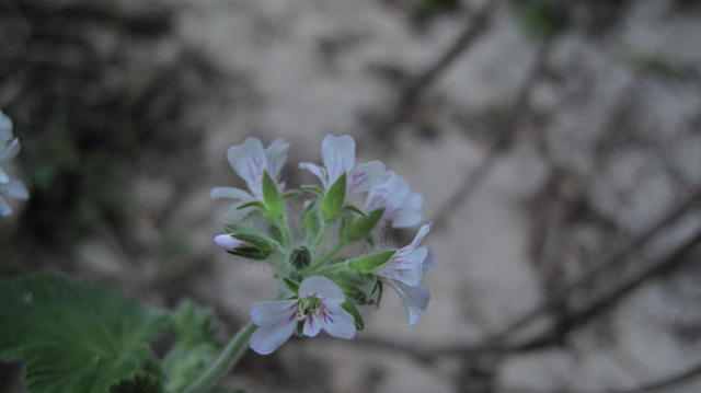 Pelargonium australe flower head