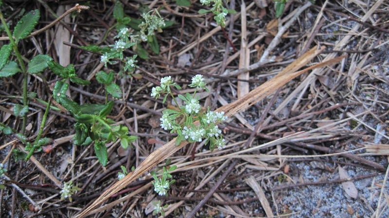 Poranthera microphylla