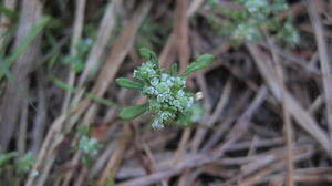 Poranthera microphylla