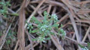 Poranthera microphylla