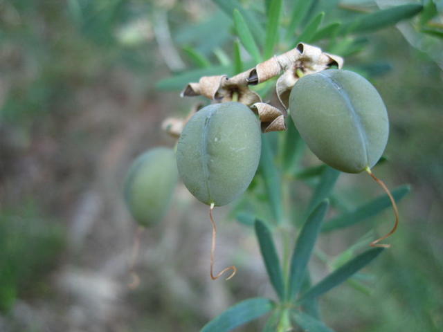 Gompholobium latifolium pods