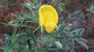 Gompholobium latifolium - Broad-leaved Wedge Pea