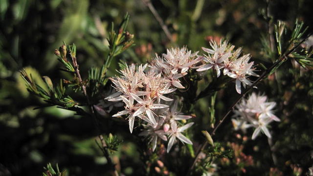 Calytrix tetragona star flowers